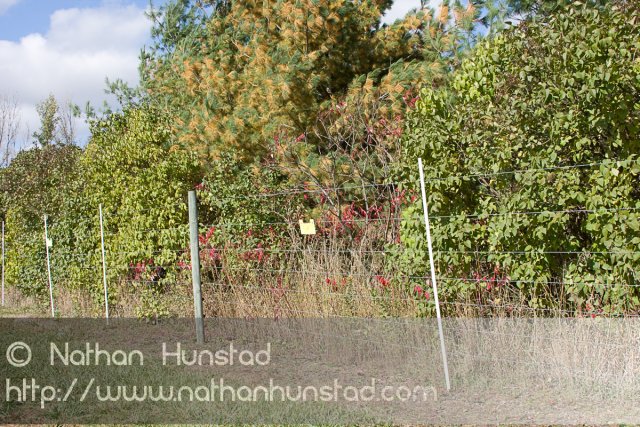 Apple_Orchard_2008-10-18_IMG_2352